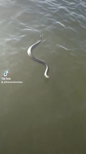 He almost got to us! Crazy Marsh life! Youtube:The Marsh Martian #xyzbca #foryou #snakes #fishing