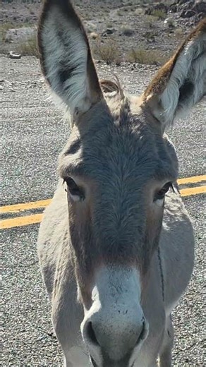 Baby Burro on Route 66 in Oatman Arizona