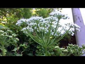 Ground elder (Aegopodium podagraria) / Herb gerard - 2017-05-25