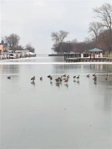 Canada Geese Resting On a Rapidly Freezing Canal. #Birds #Geese #Nature #Migration #Animals #Shorts.