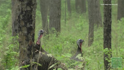 Texas 2025-26 hunting and fishing licenses on sale now