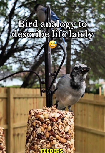 How would you describe your life lately in bird-nerd terms?? 😅