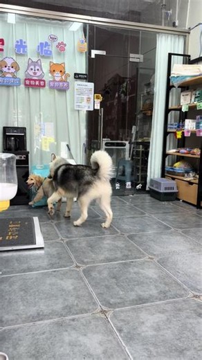 快了的小狗狗 寄养的日子里有玩伴可真幸福😊#两只狗宝的搞笑日常 #宠物店日常记录 #萌狗大战