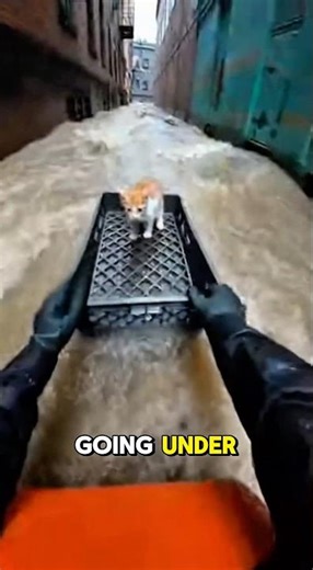 Saving ONLY cute kittens in a flood… #cat #animals #rescue