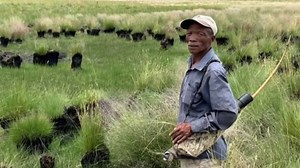 Werner Herzog's new documentary focuses on the search for elephants