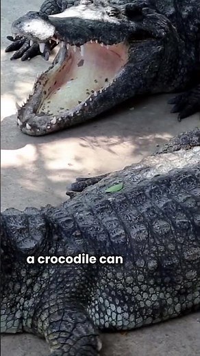 How Many Teeth Does a Crocodile Really Have