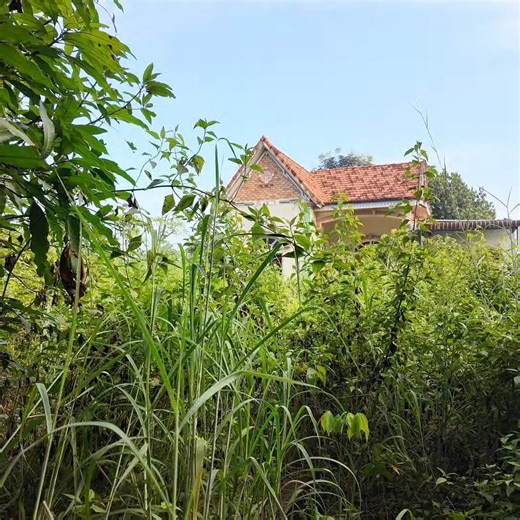 The Most Stunning Abandoned Houses — Watch These Incredible Transformations Come Back to Life ✨🏚️➡️🏡 #AbandonedHouse #HouseTransformation #ExtremeCleanup #BeforeAndAfter #Restoration #SatisfyingCleanup #Revival | Clean The Old House