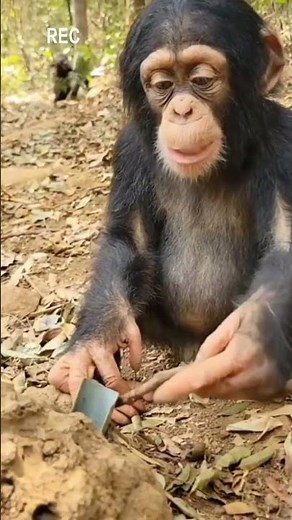Chimpanzees: Intelligent Primates with Complex Social Lives