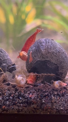 murderpea | One of my all time favorites for my setups. They love a nano tank, but they’re so happy in my 20 gallon living peacefully with guppies and... | Instagram