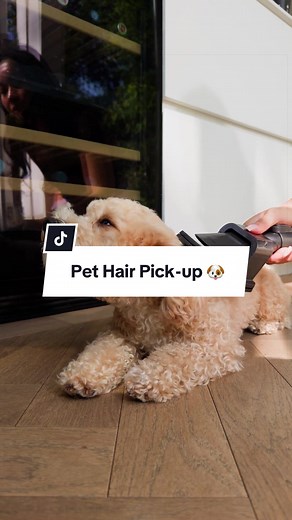 Dyson Cordless Tech for Pet Hair: Home & Car Cleaning