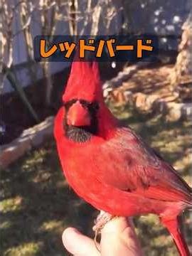 Is this Angry Birds? #animals #animalproductions #nature