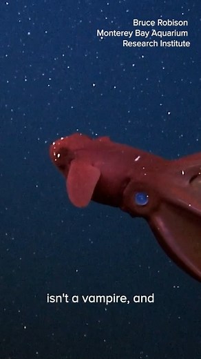 28K views · 919 reactions | Deep seaecologistst Bruce Robison of @mbari_news talks about vampire squids. #CephalopodWeek | Science Friday | Facebook
