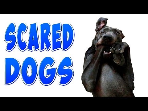 Funny Scared Dogs - Funny Dogs Compilation