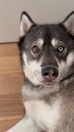 Is watermelon safe for dogs ASMR