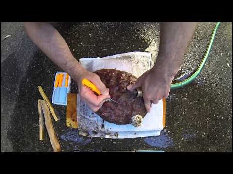 How To Clean Abalone Shells