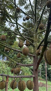 38K views · 756 reactions | DURIAN SUPER TEMBAGA Loc cahaya tani salaman Admin 081334148034/081556471830 | Agus Joko Susilo | Facebook