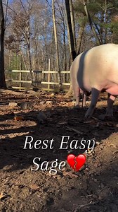16K views · 1K reactions | Rest easy and fly high Sage2020,...