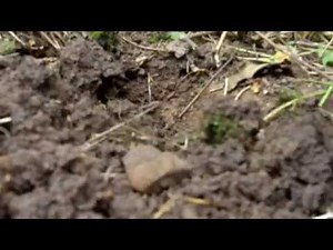 CF77 9 Inch Coil Part 2