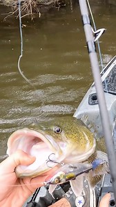 8.7K views · 509 reactions | Murray Cod double dips the Drunken Mullet  that pop-tail is irresistible! @rayw4rd with the magic  | Chasebaits Australia | Facebook