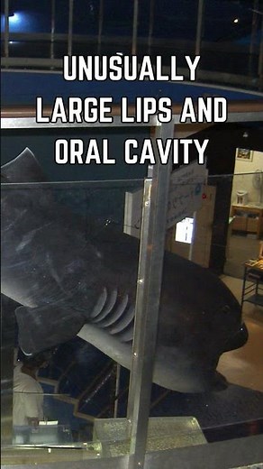 🦈🌌 Discover the Megamouth Shark: The Deep Sea's Gentle Giant!