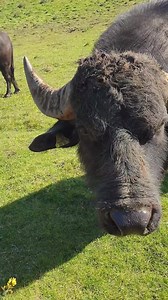 14K views · 557 reactions | Heineken busy with his 40 girls. Lucky guy. | The Buffalo Farm | Facebook