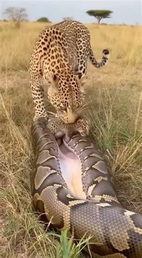 Will the Leopard Rescue Its Missing Cub from the Python?