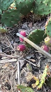 Simple Technique for Picking Prickly Pear Cactus Fruit Safely