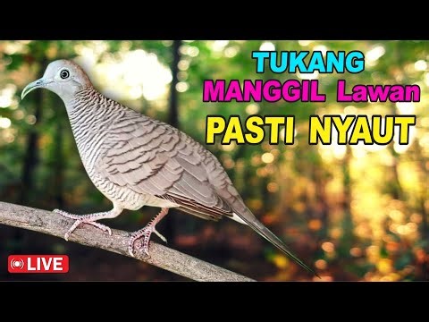 Perkutut Lokal Gacor dari alam liar bikin gacor yang malas BUNYI