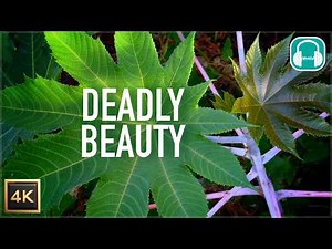 Deadly Beauty: Flowers That Kill | Full Documentary in 4K