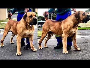 Boerboel o cão de guarda africano | você precisa conhecer
