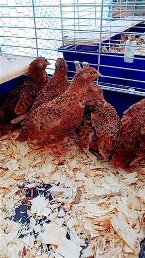 Raising CELADON QUAIL BIRDS, Best Quail Breeds as Pets and for Eggs, My Quail Keeping Hobby #quail