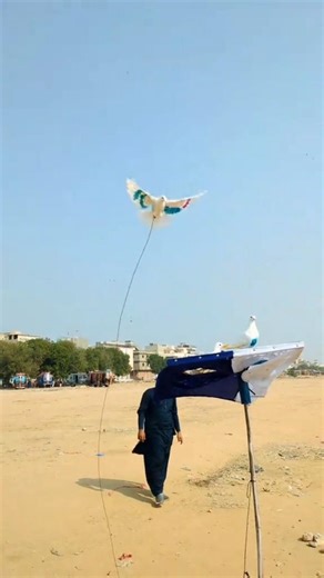 low flyer Pigeon training