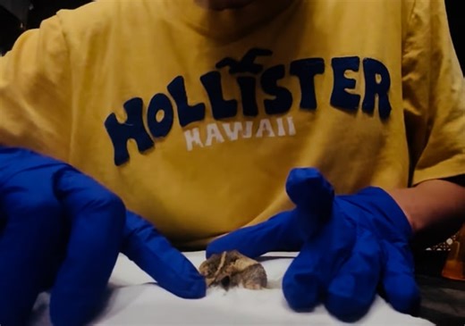 Removing a gulf coast toad from a sticky trap. Thank you for supporting us! Please consider making a donation to keep us up and running. PayPal and Zelle: Accounting@ntxwildlife.org, CashApp: $NTXWC, Snail Mail: NTXWC PO Box 830212 Richardson TX 75083, or shop our Swag: https://www.bonfire.com/store/north-texas-wildlife-center-swag-shop/ Thank you for all the support! #Ntxwc #texaswildlife #wildlifetips #wildanimals #rehab #rehabrelease #dfwnonprofits #animaladvocate #bekindtoeverykind #wildlife