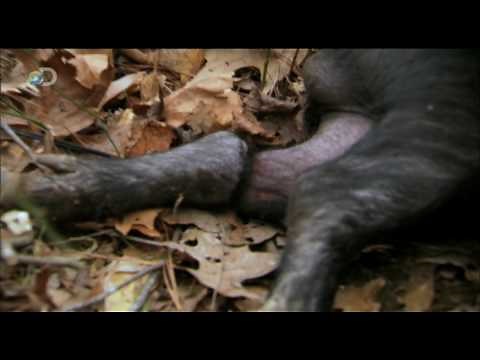 Man vs. Wild - Alabama - Tusks and Teeth