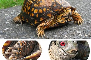 How To Tell The Gender Of A Box Turtle?