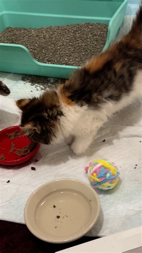 Delia’s leg will most likely need amputation but she is safe and happy tonight in foster care **SHE WILL NOT BE AVAILABLE FOR ADOPTION UNTIL MID NOVEMBER** | Humane Society of Morrow County