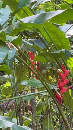 Birdwatching | Nature | Photography | Wildlife on Instagram: "🇺🇸 Blue-vented Hummingbird 🇨🇷 Colibrí Ventriazul 🔬 Amazilia hoffmanni During one of our birdwatching tours along the Tárcoles River, we were lucky to spot a Blue-vented Hummingbird in its natural habitat, moving gracefully between flowers in the tropical surroundings. These tiny birds add a magical touch to every wildlife experience. A fascinating fact about this hummingbird is its incredible metabolism: it can beat its wings up
