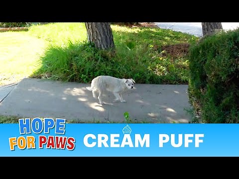 Scared homeless dog didn't trust anyone for many months. 🧁🐕