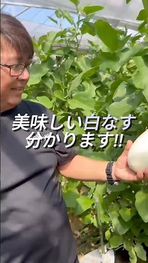 美味しい白ナス分かります👀🍆#白ナス #なす #豊橋市 #農業応援隊 #東三河