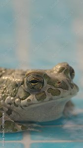 A toad on the side of a swimming pool in vertical