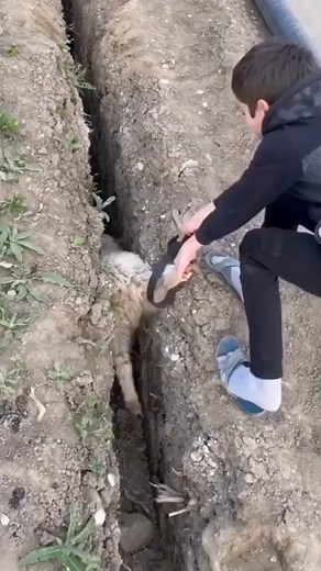 Jumping Sheep! | ProblemChild From Ten83