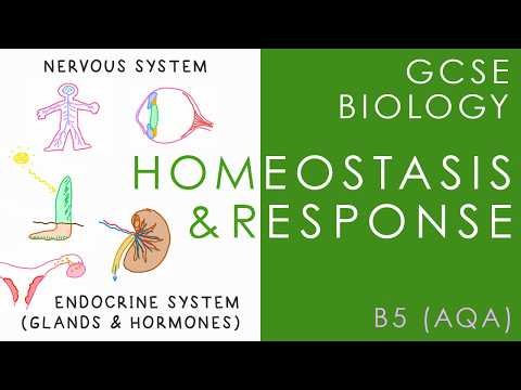 HOMEOSTASIS - Nervous & Endocrine Systems - GCSE Biology