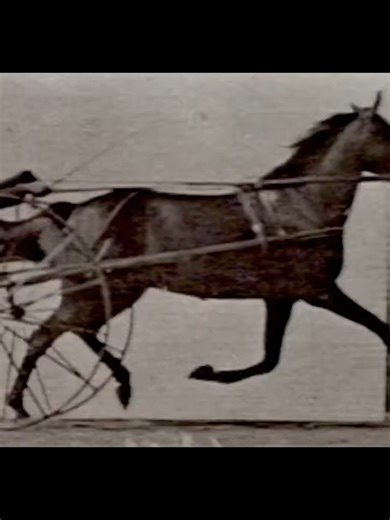 Horse and Carriage (1883) Eadweard Muybridge A horse pulling a carriage. Animal Locomotion. #FilmHistory #PublicDomain #EadweardMuybridge #AnimalLocomotion #StudyOfMotion #MagicLantern #chronophotography #phenakistiscope #phénakisticope #collotype #biomechanics #1880s #VintageCinema #CinephileCommunity #zoopraxiscope #zoopraxography #1883 #horse #carriage