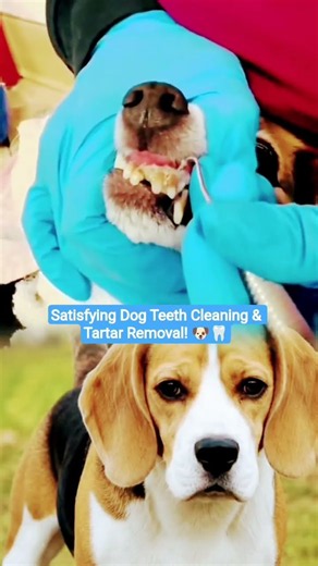 Satisfying Dog Teeth Cleaning & Tartar Removal! 🐶🦷