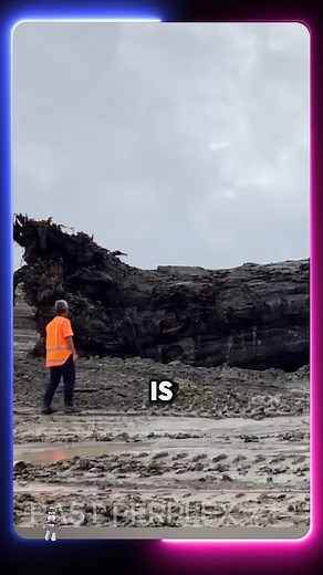 88K views · 548 reactions | 42,000-Year-Old Ancient Tree Reveals a Stunning Secret #nature #history #discovery | Historicallys | Facebook