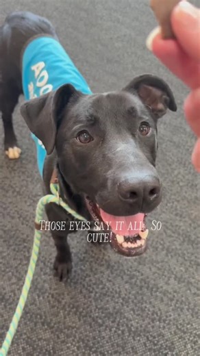 Meet Alfonzo! 🐾 This 18-month-old Kelpie mix had a blast on his day out—zooming around, meeting new furry friends, and enjoying some ice cream treats! 🍦 Full of energy, love, and Kelpie curiosity, Alfonzo is ready for adventures and snuggles alike. Still learning the ropes, he’s eager to bond with someone playful and treat-ready. Want to meet him? Call Coldstream Kennels on 03 8756 1300 and see if Alfonzo could be your perfect match! 💛 | Animal Aid