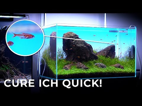 How to Treat Ich or White Spot Disease on Freshwater Fish