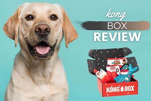 KONG Club Subscription Box Review: Unboxing, Price, Hands-On & FAQs - Canine Bible