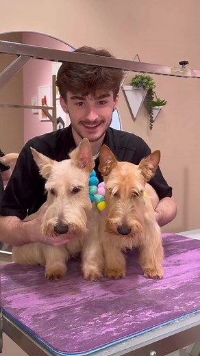 33K views · 1.2K reactions | Grooming Scottish terrier puppies #dogs #funnyanimals #dog | It’s Mike TV | Facebook