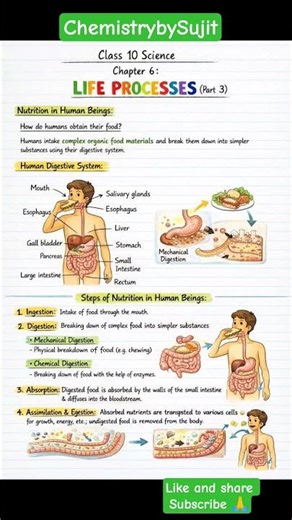 life processes class 10 science biology rapid revision #scienceshorts #science #class10cbsescience